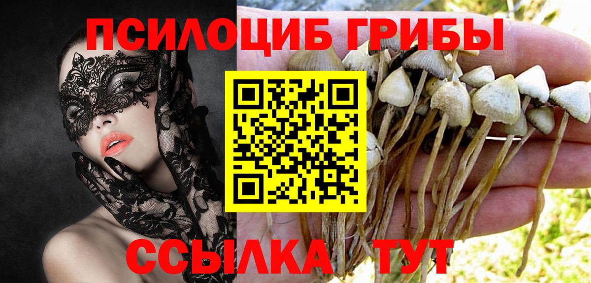 Ярцево  Галлюциногенные грибы Cubensis  Галлюциногенные грибы прущие грибы  Вход с VPN 